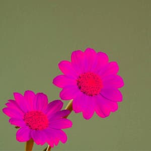 Inspiring Jazz Piano Duo - Ambiance for Good Goals - Jazz Chill Out Lounge