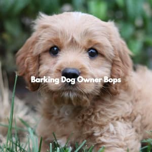 Barking Dog Owner Bops - Sleepy Dogs