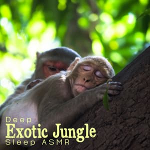 Deep Exotic Jungle Sleep ASMR - Deep Sleep Maestro