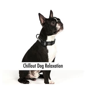 Starlit Canopies - Clayton Calm