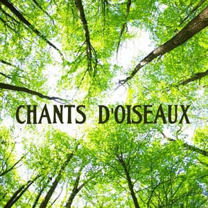 Chants d'oiseaux - Anne de l'Aube