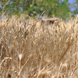 Promote Serenity Collection - The Sleep Helpers