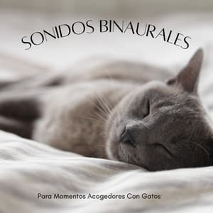 Sonidos Binaurales Para Momentos Acogedores Con Gatos - Chico binaural