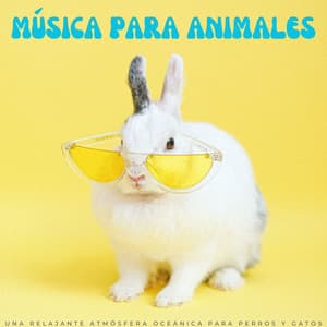 Música Para Animales: Una Relajante Atmósfera Oceánica Para Perros Y Gatos - Música para perros y gatos