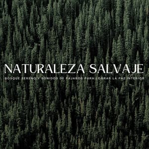Naturaleza Salvaje: Bosque Sereno Y Sonidos De Pájaros Para Lograr La Paz Interior - Fondo de naturaleza y sonidos