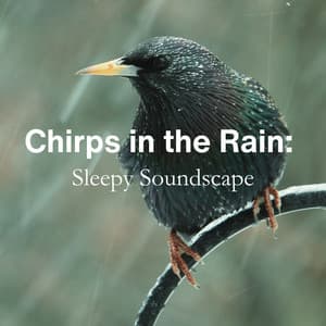 Chirps in the Rain: Sleepy Soundscape - Bird Sounds