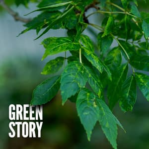 Green Story - Sounds Of The Sea