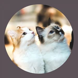 Music for Kitty Cats - Cat Music Therapy