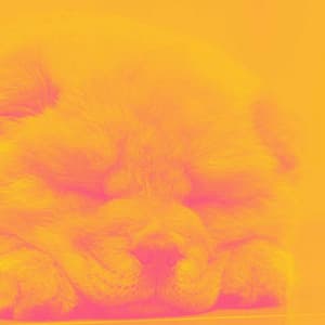 Backdrop for Vet Trips - Calming for Dogs