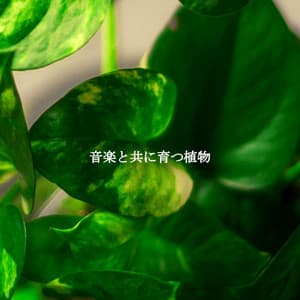 音楽と共に育つ植物 - Cooking Music Playlist