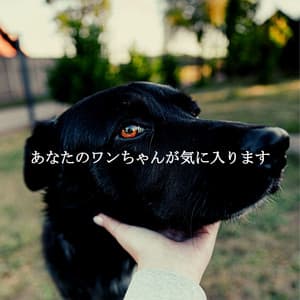 あなたのワンちゃんが気に入ります - Coffee Shop Chill Out Beats