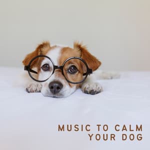 Music to Calm Your Dog - Dog Music