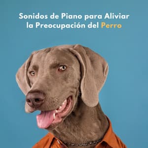 Sonidos De Piano Para Aliviar La Preocupación Del Perro - RPM (Relaxing Piano Music)