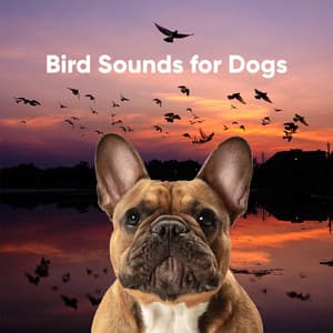 Bird Sounds for Dogs - Bird Sound Collectors