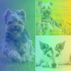 Echoes of Sad Puppies - Dogs at Home