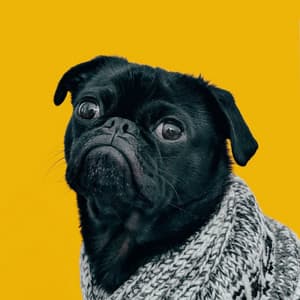 Lofi Dog Harmony: Music for Calm Canine Moments - Lofi Hip-Hop Beat