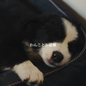 わんことお昼寝 - Dinner Party Playlist