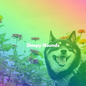Sleepy Hounds - Calming Dog Music Playlist