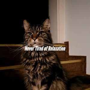 Never Tired of Relaxation - Night-Time Jazz