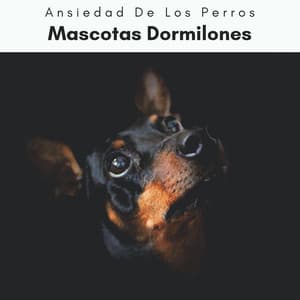 4 Patas: Mascotas Dormilones - Ansiedad De Los Perros