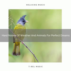 Hard Noises Of Weather And Animals For Perfect Dreams - The Noise Project