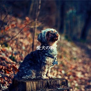 愛犬の歌 - Super Jazz Cafe Music