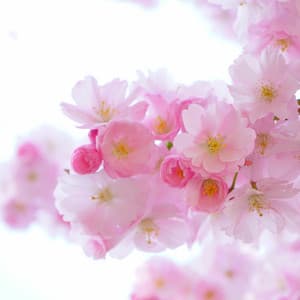 Baby Sleep Sounds: White Noise Sleepy Sounds - Baby Shushing