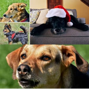 Cheerful Guitar Pop - Background for Happy Dogs - Dog Music Library