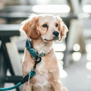 Echoes of Puppy Moments - Sleeptime for Dogs