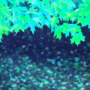 Echoes of Training Horizons - Pianomuziek