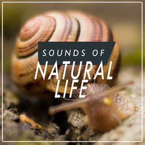 Sounds of Natural Life - Sounds Of Nature