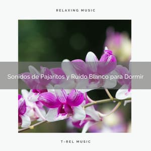Sonidos de Pajaritos y Ruido Blanco para Dormir - Ruido Blanco Para Estudiar