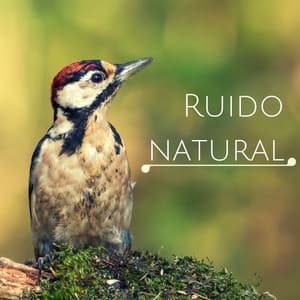 Ruido natural – Musica relajante con sonidos de la naturaleza, aves, olas del mar, lluvia, piano, masaje, meditacion, yoga, dormir - Ruido natural