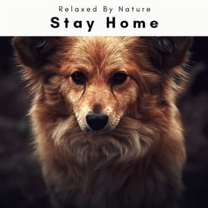 4 Dogs that Stay Home - Dogs Music Therapy