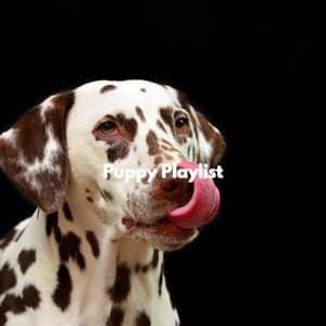 Puppy Playlist - French Cafe Jazz Relaxation
