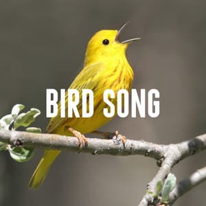 Bird Song - Nature Sounds Lab