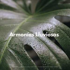 Rain'S Canine Harmony: Serene Soundscapes Para Perros - Tranquilidad Eterna