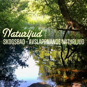 Skogsbad: Avslappnande Naturljud - Naturljud