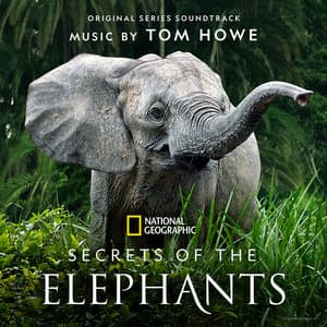 Secrets of the Elephants - Tom Howe