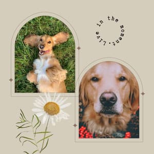 Echoes of Energetic Puppy - Sleeptime for Dogs