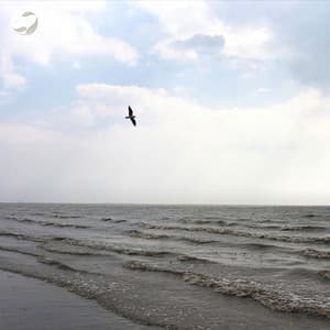 Calm Waves And Melodic Birds - Tamera
