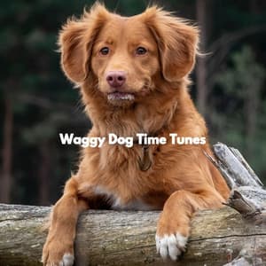 Waggy Dog Time Tunes - Dog Chill Out Music