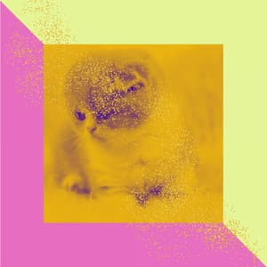 Subtle Backdrop for Cats and Dogs Relaxation - Cat Music Studio