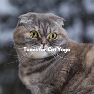 Tunes for Cat Yoga - Música Tranquila para Cafés