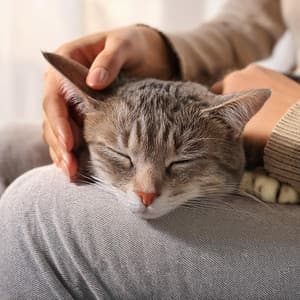 Música Para Mascotas: Calma De Compañía - Latidos Binaurales Entretenimiento de Ondas Cerebrales