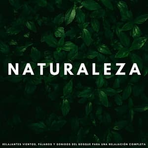 Naturaleza: Relajantes Vientos, Pájaros Y Sonidos Del Bosque Para Una Relajación Completa - Academia de Música con Sonidos de la Naturaleza