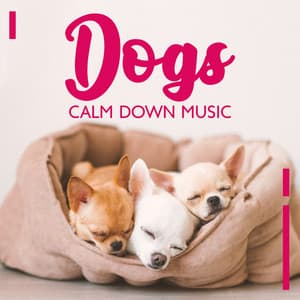 Dogs Calm Down Music - Calm Pets Music Academy
