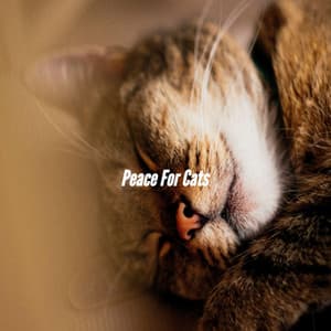 Peace For Cats - Shopping Music