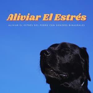 Aliviar El Estrés Del Perro Con Sonidos Binaurales - Binaurales Colectivo