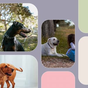 Relaxing Background for Sweet Pups - Dog Music Library